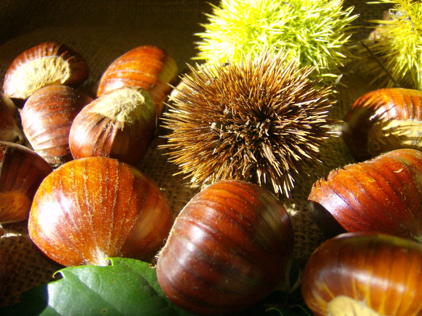 Mugello chestnut