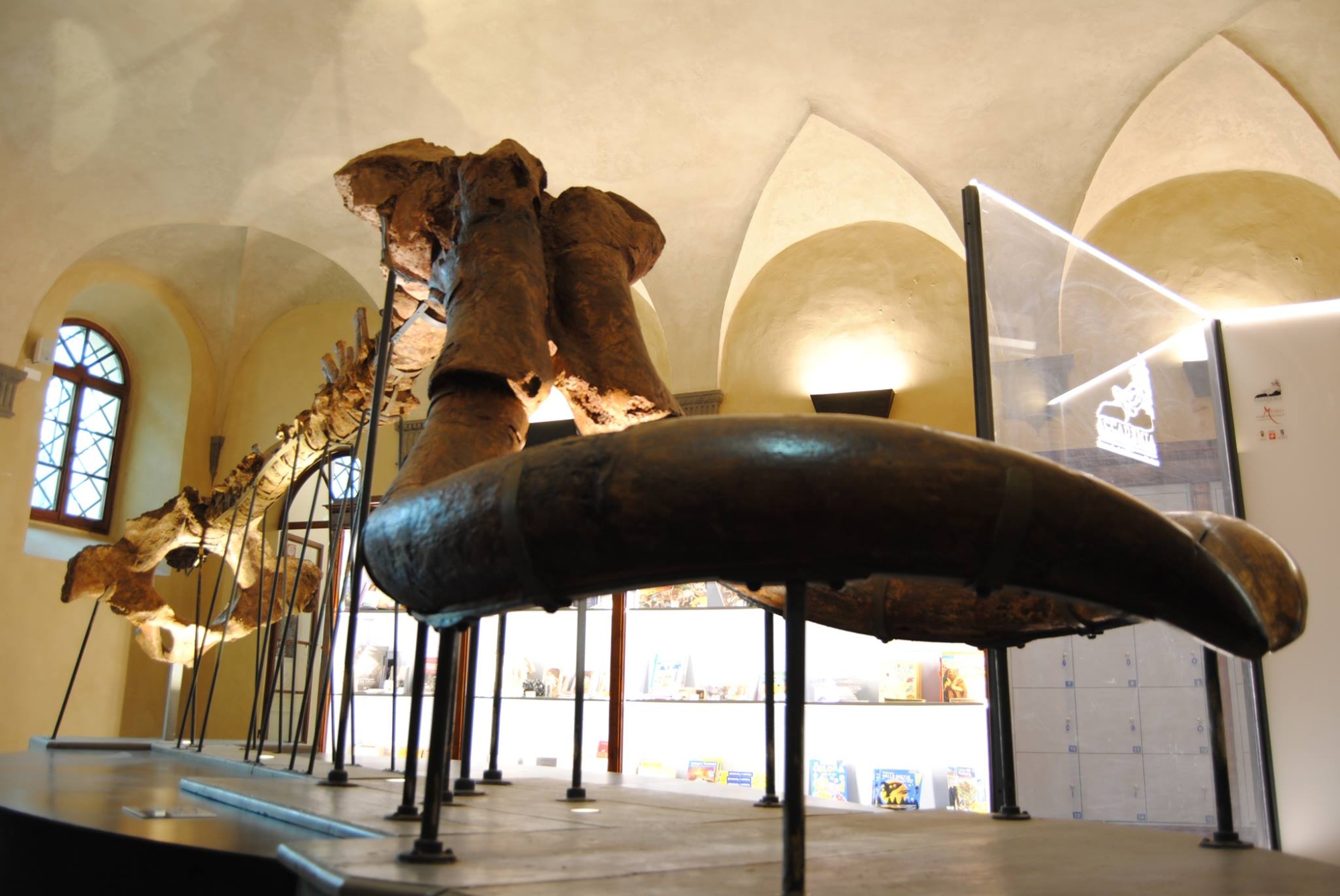 Montevarchi Paleontological Museum